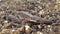 Smooth newt, northern smooth newt or common newt Lissotriton vulgaris ad f underside