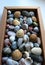 Smooth Pebble Rocks And Shells Inside A Craft Cardboard Box For Vertical Story