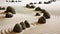 Smooth pebbles in a row create a tranquil coastline generated by AI