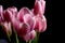 Smooth pink petals on a tulip flower