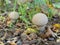 Smooth puffball mushrooms Lycoperdon molle