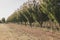 Smooth rows of trees in an olive grove