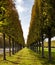 Smooth rows of trimmed crowns of deciduous trees in the alley