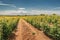 Smooth rows of vineyards against the backdrop of the majestic Mount Ararat in Armenia. Grape agriculture and production of high-