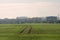 Smooth rows of winter crops in October