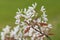 Smooth serviceberry amelanchier laevis flowers