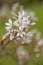 Smooth serviceberry amelanchier laevis flowers