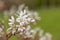 Smooth serviceberry amelanchier laevis flowers