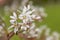 Smooth serviceberry amelanchier laevis flowers