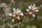 Smooth serviceberry amelanchier laevis flowers