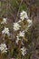 Smooth Serviceberry Blossoms  813276