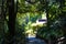 A smooth shaded concrete footpath through the botanical garden surrounded by lush green trees at Huntington Library