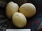 Smooth-skinned potato on burlap background