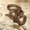 Smooth snake basking on a stone