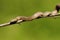 Smooth snake climbing on tree branch