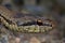 Smooth snake (Coronella austriaca)