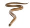 Smooth snake, Coronella austriaca