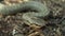 Smooth snake Coronella austriaca portrait