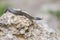 Smooth snakes eyes Coronella austriaca taken on heathland nature habitat