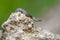 Smooth snakes eyes Coronella austriaca taken on heathland nature habitat