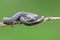 Smooth snakes eyes Coronella austriaca taken on heathland nature habitat