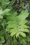Smooth Solomons-seal, Polygonatum biflorum, leaf