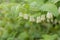 Smooth Solomons-seal, Polygonatum biflorum, leaf with buds