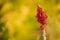 Smooth Sumac