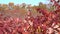 Smooth Sumac bush, with red fall colored leaves, against a blue sky