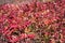 Smooth Sumac bush, with red fall colored leaves, in autumn sunshine