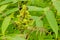 Smooth sumac or Rhus glabra blossom and leaves