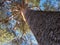 A smooth trunk of the pine tree. Looking up.