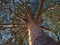 A smooth trunk of the pine tree. Looking up.