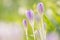 Smooth violet crocuses between grass