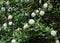 Smooth white Hydrangeas in bloom