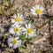 Smoothe Daisy - Rockslide Fleabane