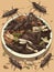 A smorgasbord of roasted crickets mealworms and beetles. AI generation