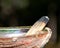 Smudging ceremony using Peruvian Palo Santo holy wood incense stick and abalone shell in forest