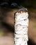 Smudging ritual using burning thick leafy bundle of white sage in forest