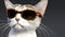 smug kitten wearing brown sunglasses