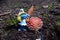 A smurf next to Amanita muscaria, commonly known as the fly agaric