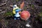 A smurf next to Amanita muscaria, commonly known as the fly agaric