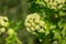 Smyrnium Olusatrum flowers, also known as Alexander`s, with a shallow depth of field