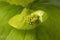 Smyrnium perfoliatum flower close up full frame as background