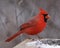 Snacking Northern Cardinal