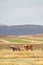 Snaefellsness national park in Iceland icelandic horses standing on meadow in front of mountain range