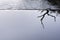 A snag lies on the edge of a dam in a calm water zone