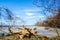 A snag near the river in a sunny day