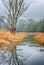 Snag tree reflecting in water