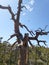 A snag tree standing strong on violin trail a bird flies above in the blue sky